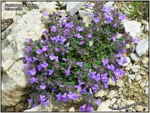 Santoreggia alpina